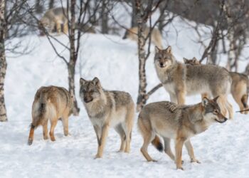 Wolves Descend on Finnish Villages After Google Hacked Down 1,300 Acres of Habitat to Make Room for AI Data Centers