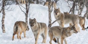 Wolves Descend on Finnish Villages After Google Hacked Down 1,300 Acres of Habitat to Make Room for AI Data Centers