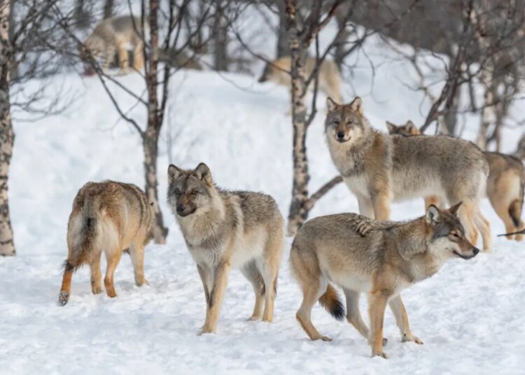 Wolves Descend on Finnish Villages After Google Hacked Down 1,300 Acres of Habitat to Make Room for AI Data Centers