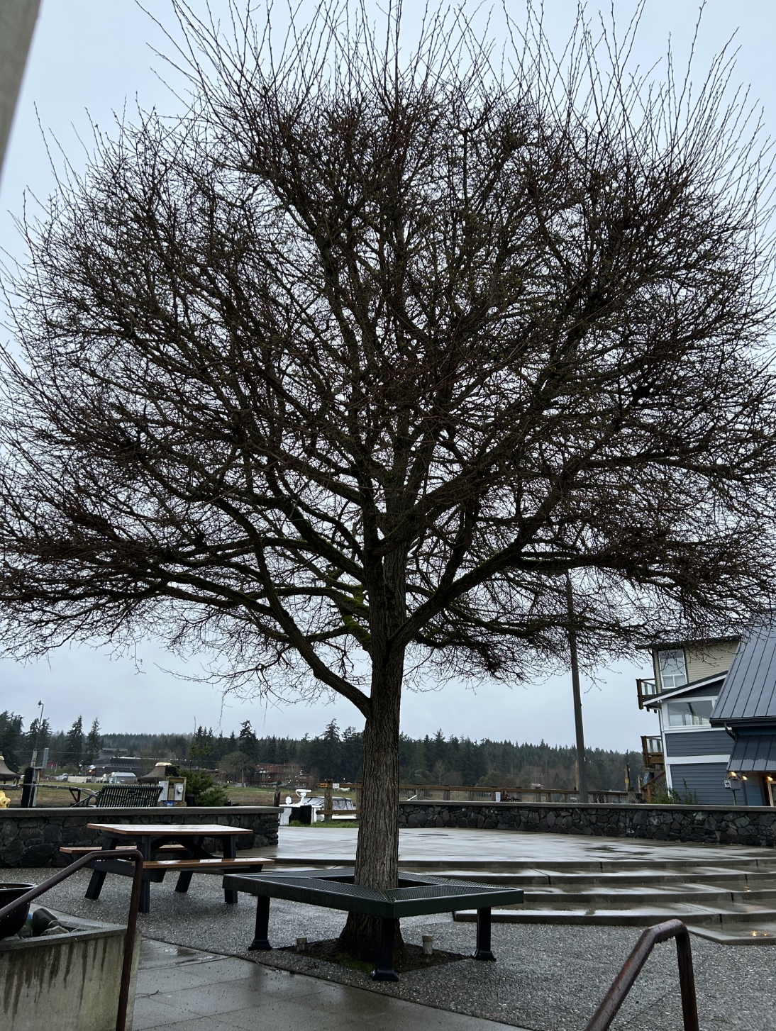 A bare tree