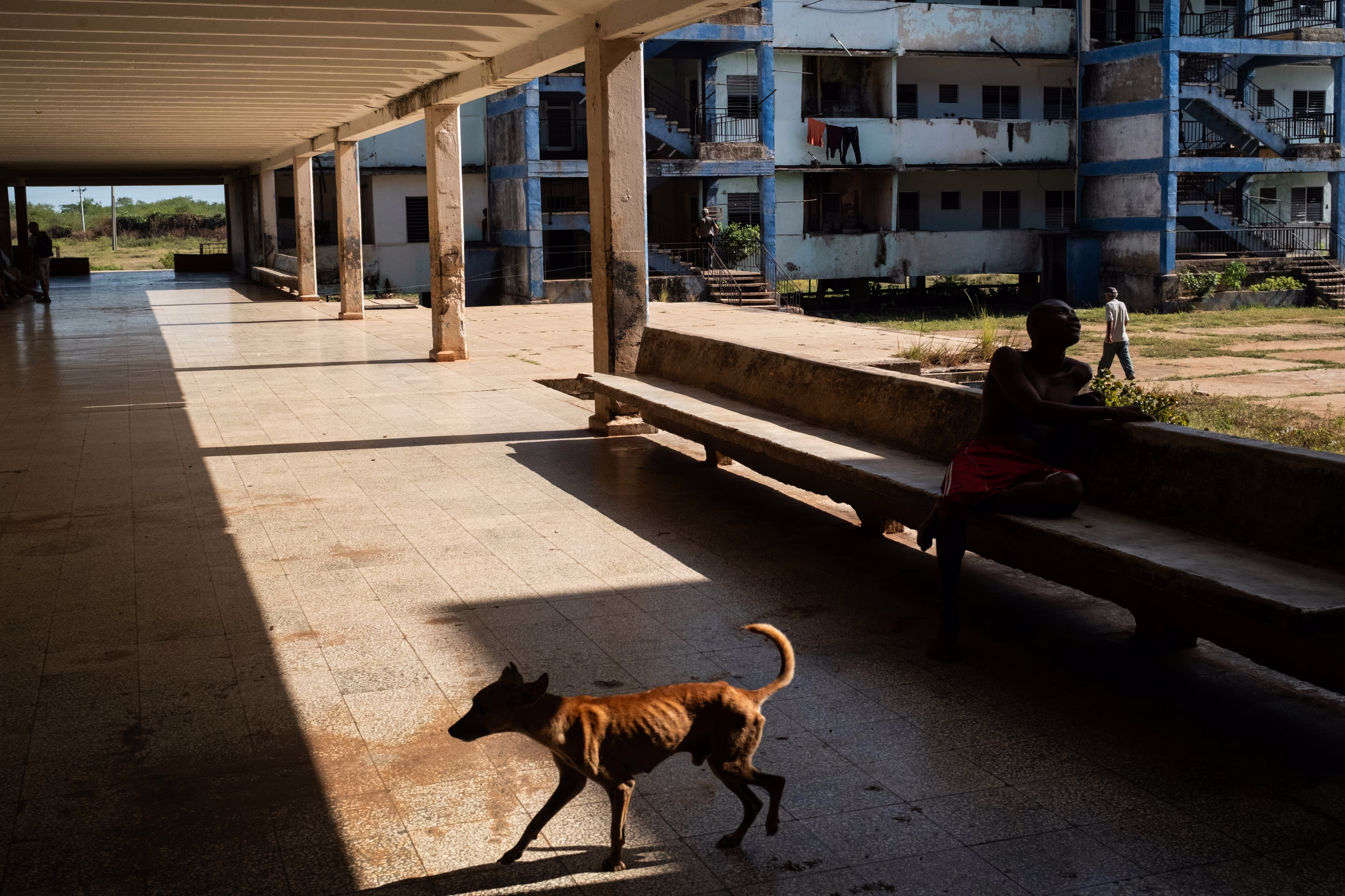 a dog walks in an empty apartment complex