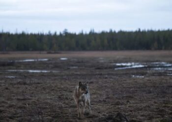 ‘We had wolves coming into the village’: Google’s destruction of a 1,300-acre forest unleashed the wolfpack in Finland