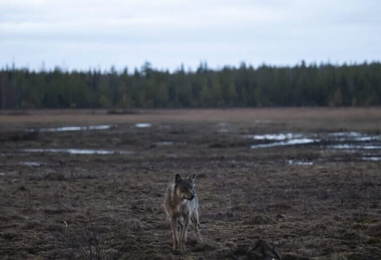‘We had wolves coming into the village’: Google’s destruction of a 1,300-acre forest unleashed the wolfpack in Finland