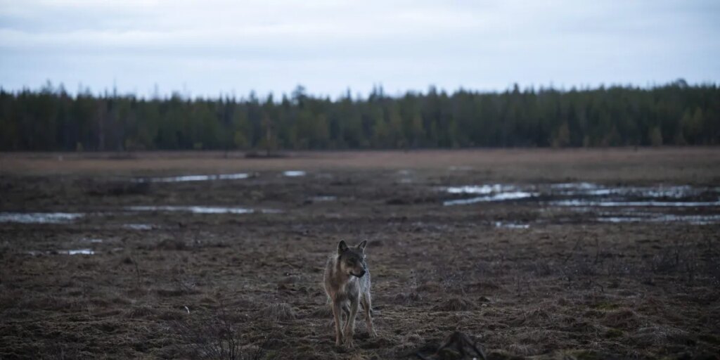 ‘We had wolves coming into the village’: Google’s destruction of a 1,300-acre forest unleashed the wolfpack in Finland