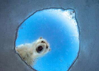Winners of the European Wildlife Photographer of the Year 2026
