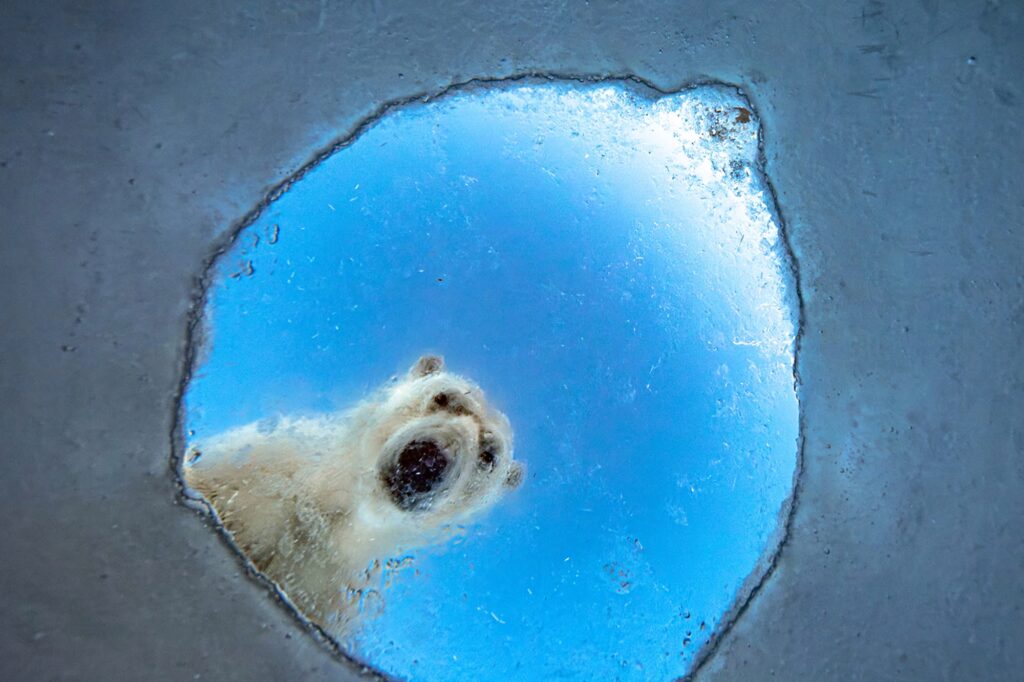 Winners of the European Wildlife Photographer of the Year 2026