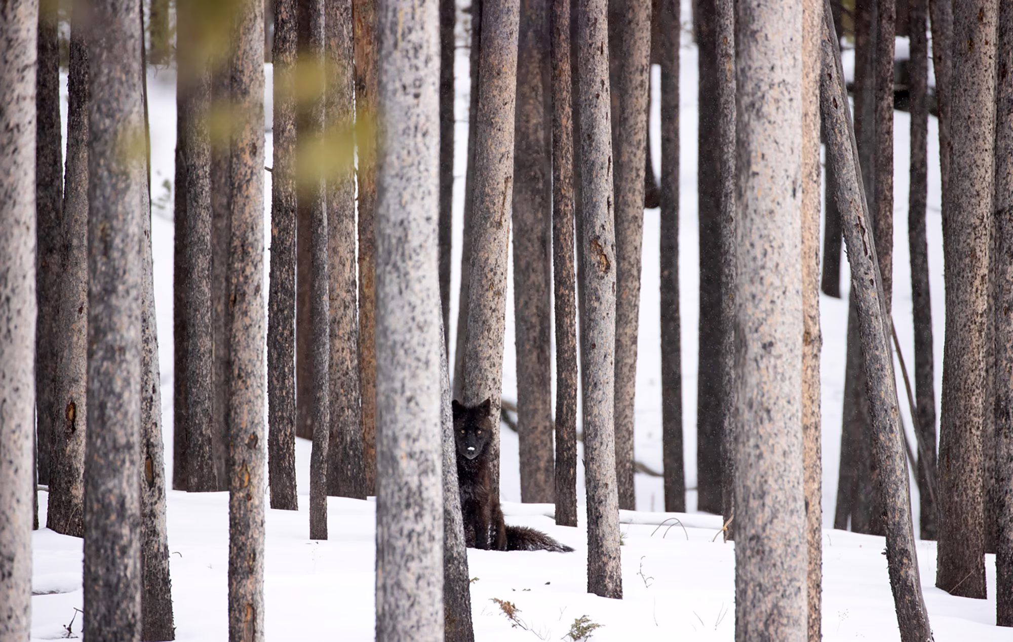 A black wolf, sitting among trees on a snow-covered forest floor