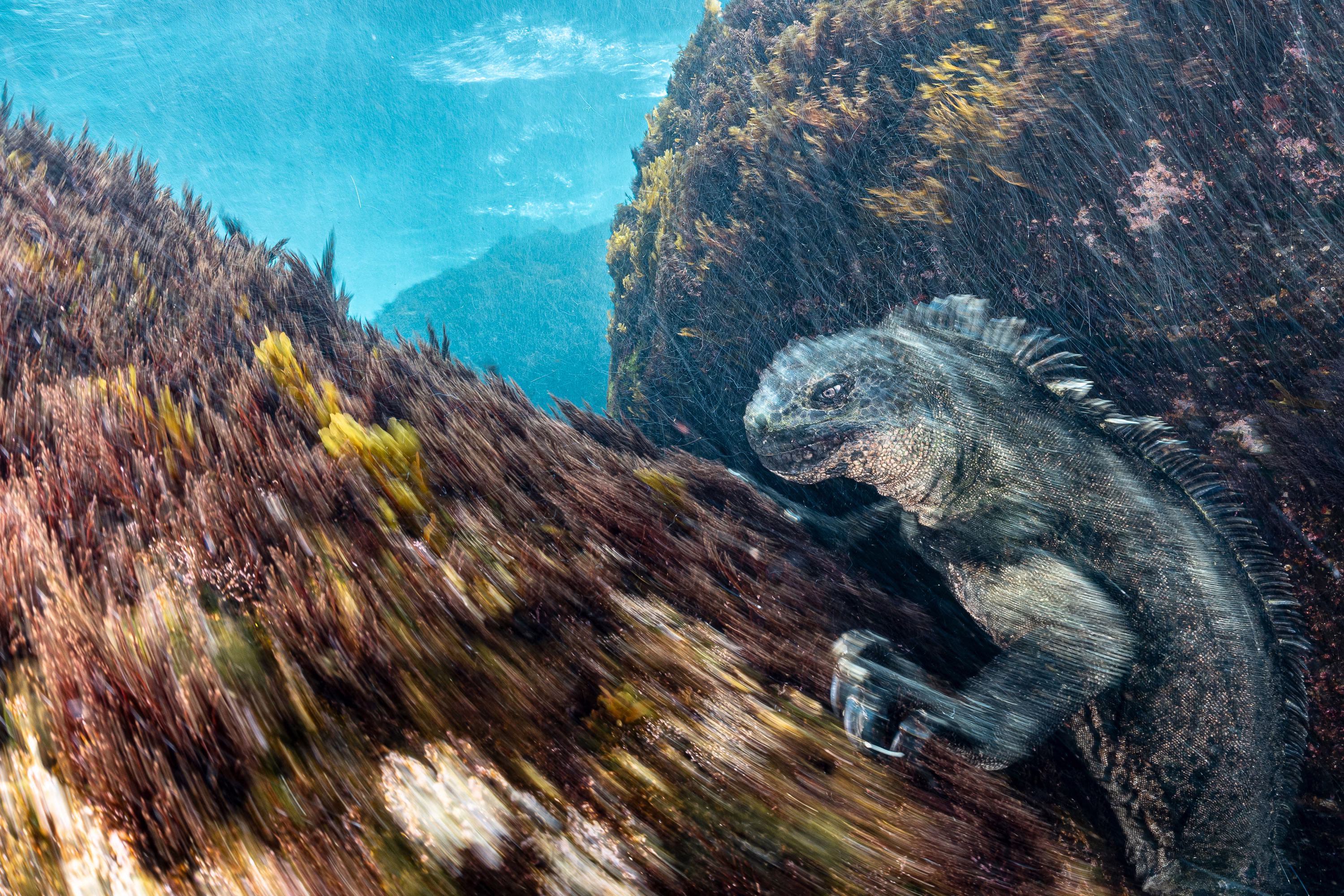 A marine iguana clings to a rock underwater as currents flow past.
