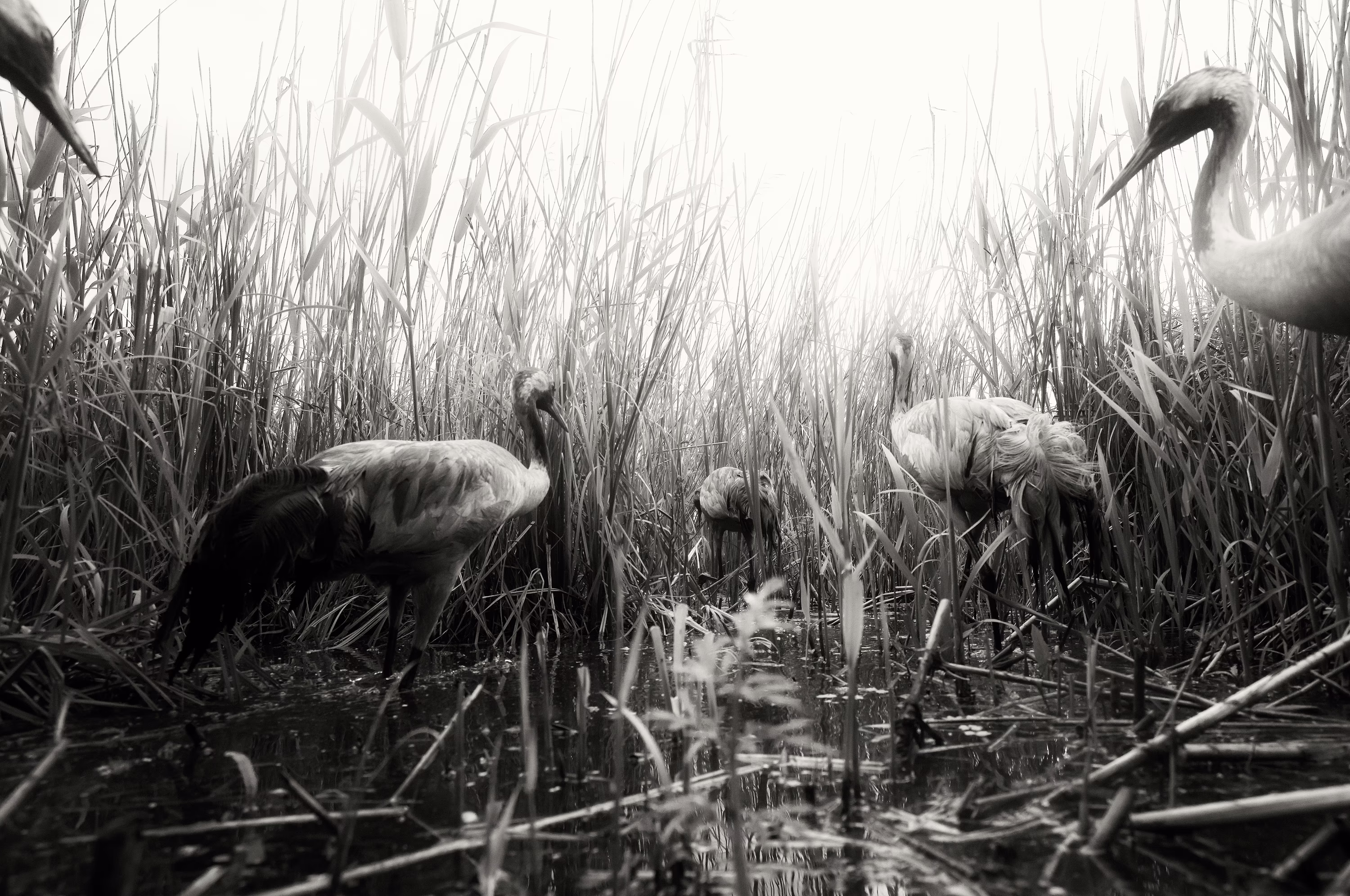 Several storks wade through a marsh.