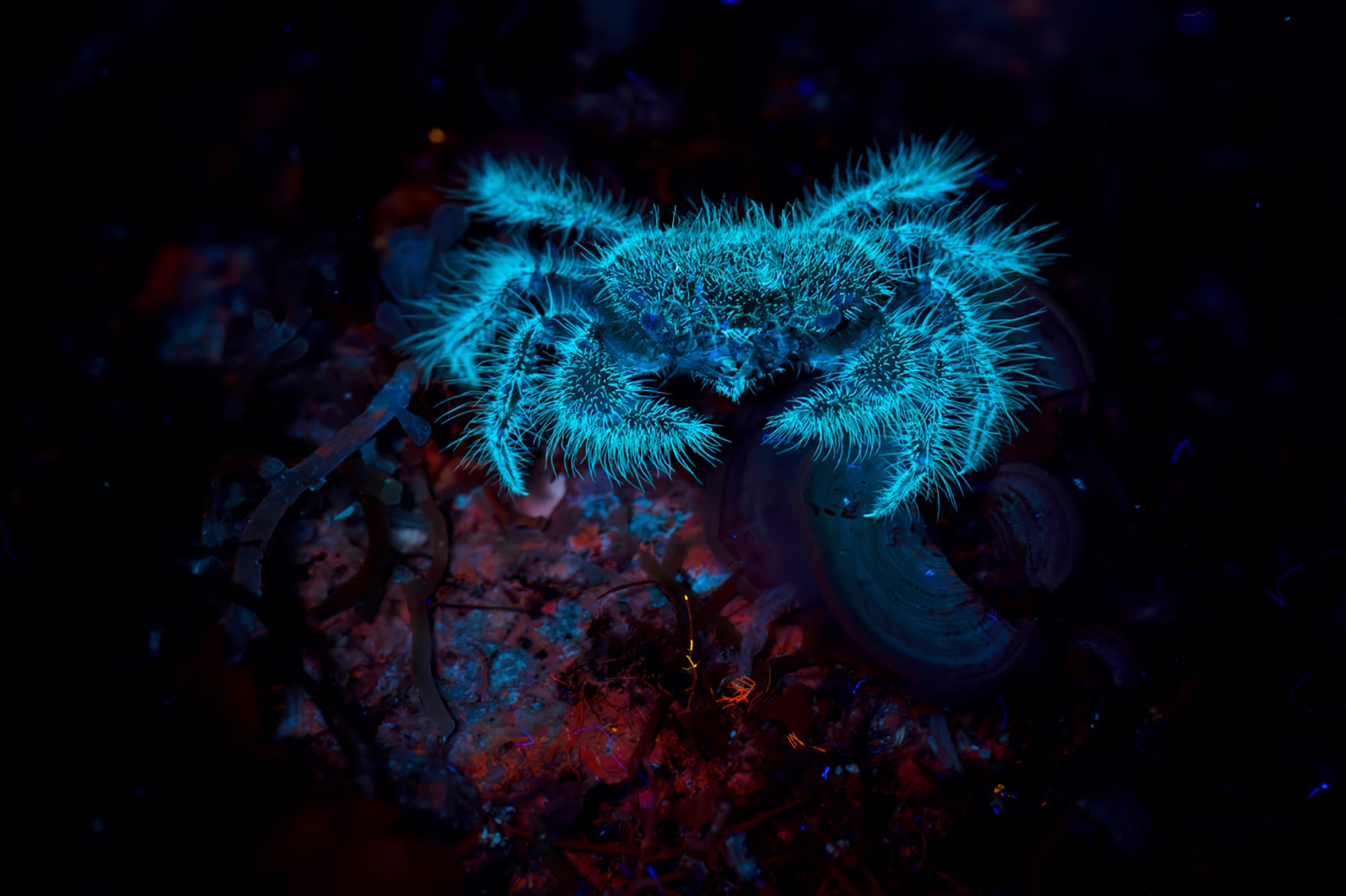 A hairy crab, fluorescing under a black light, seen underwater.