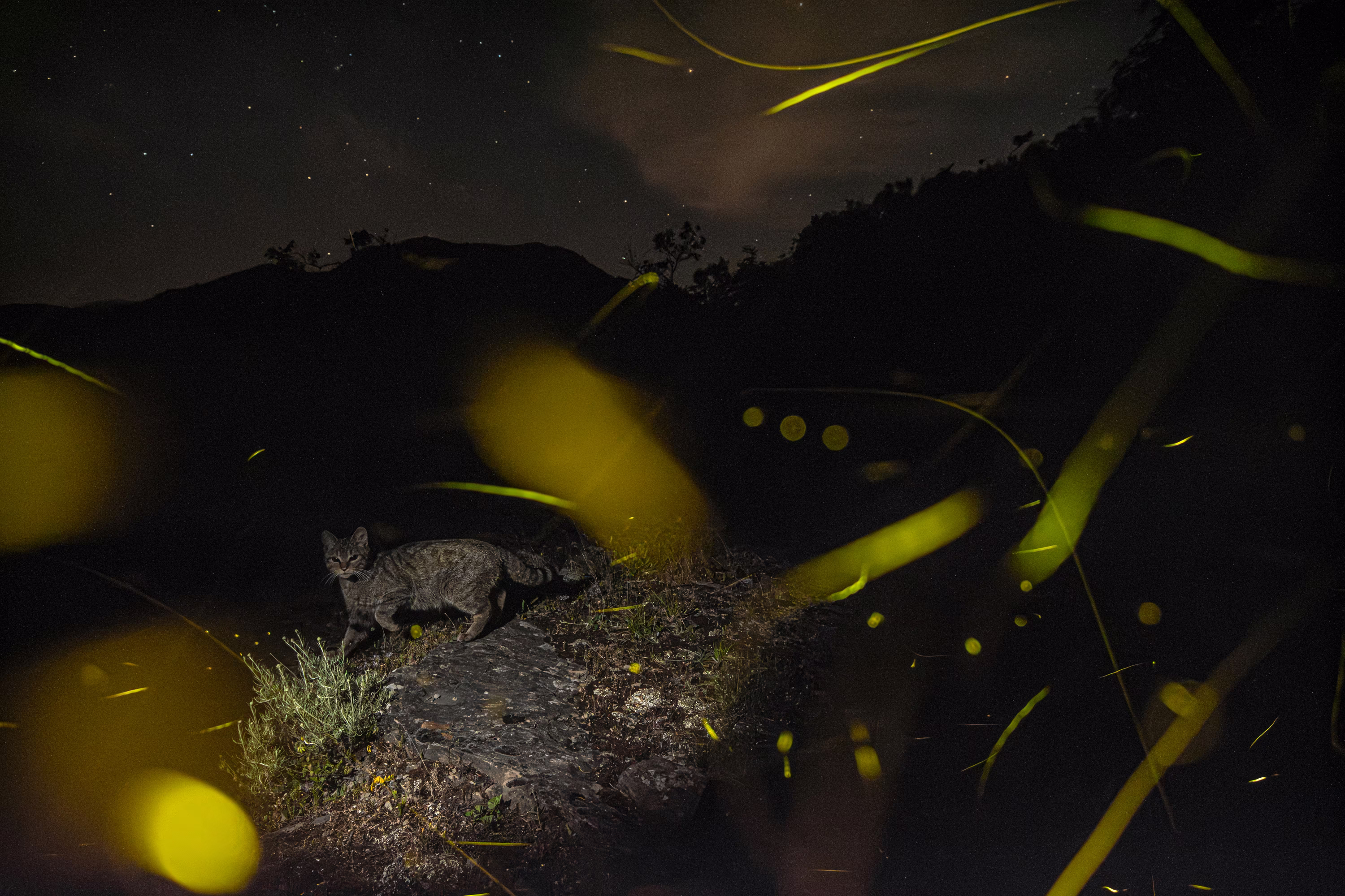 A small wild cat walks through grass, seen among fireflies.