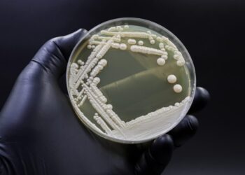 Why Dangerous Fungi Are on the Rise
