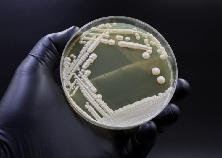 Why Dangerous Fungi Are on the Rise