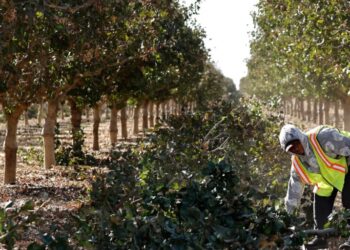 Trump’s farmworker pay cut moved $2.5 billion a year from workers to growers. A judge says it’s illegal, and back pay could follow