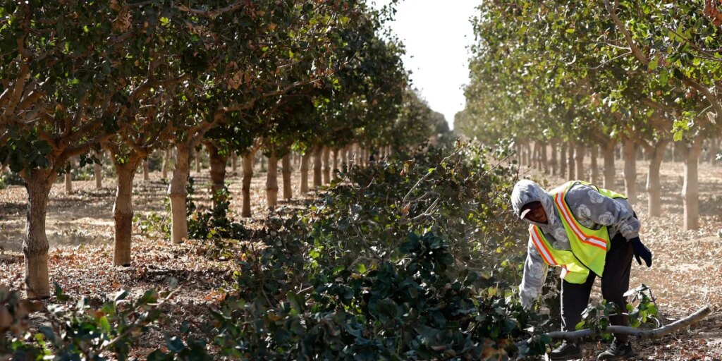 Trump’s farmworker pay cut moved $2.5 billion a year from workers to growers. A judge says it’s illegal, and back pay could follow