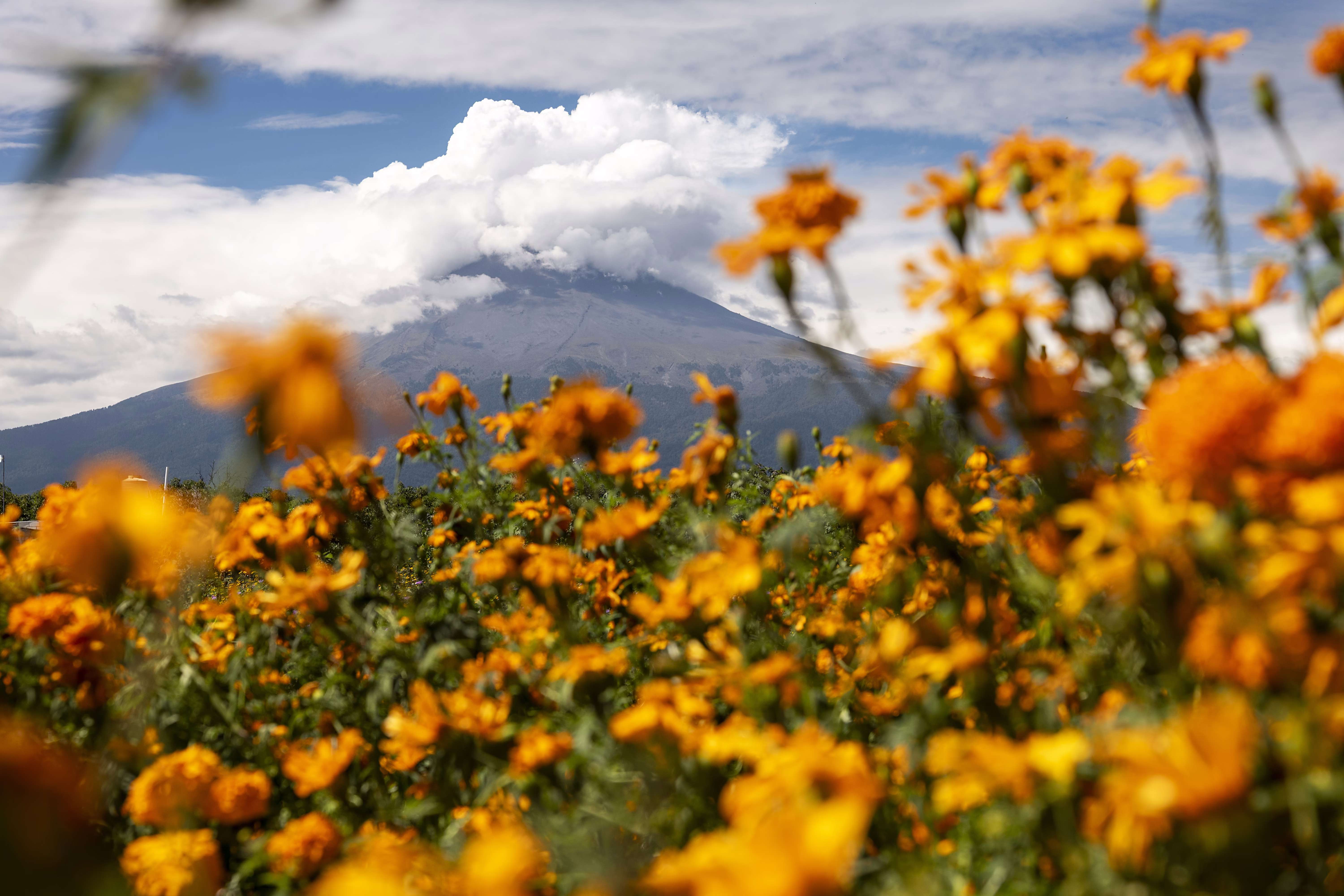 Flowers in a field, with a cloud-covered volcano in the distance