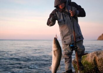 ‘We slayed fish with reckless abandon’: grizzled Long Island fishermen bemoan the damage they’ve wrought on the East Coast striped bass