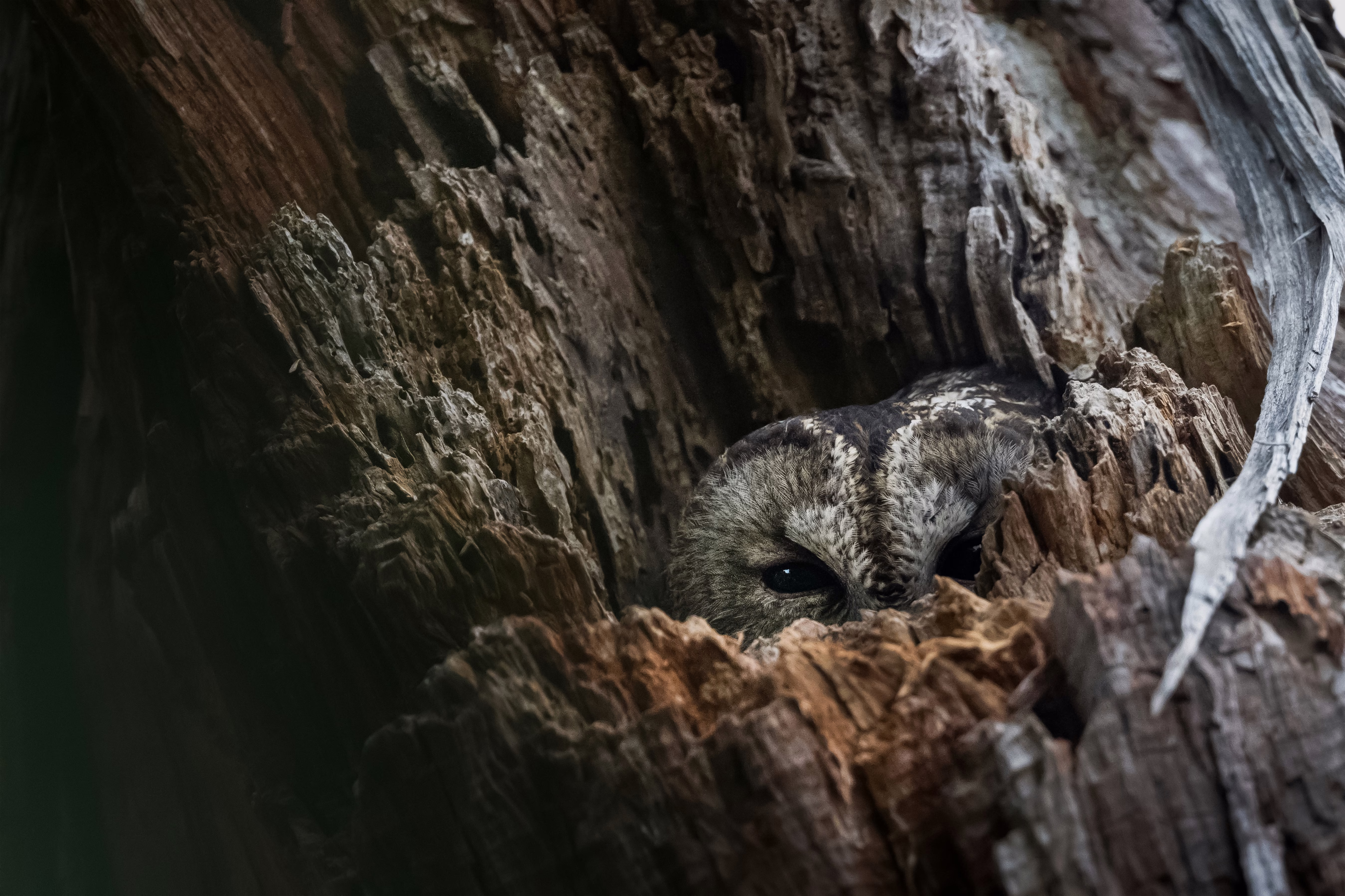 An owl shelters in the trunk of a tree, barely visible.
