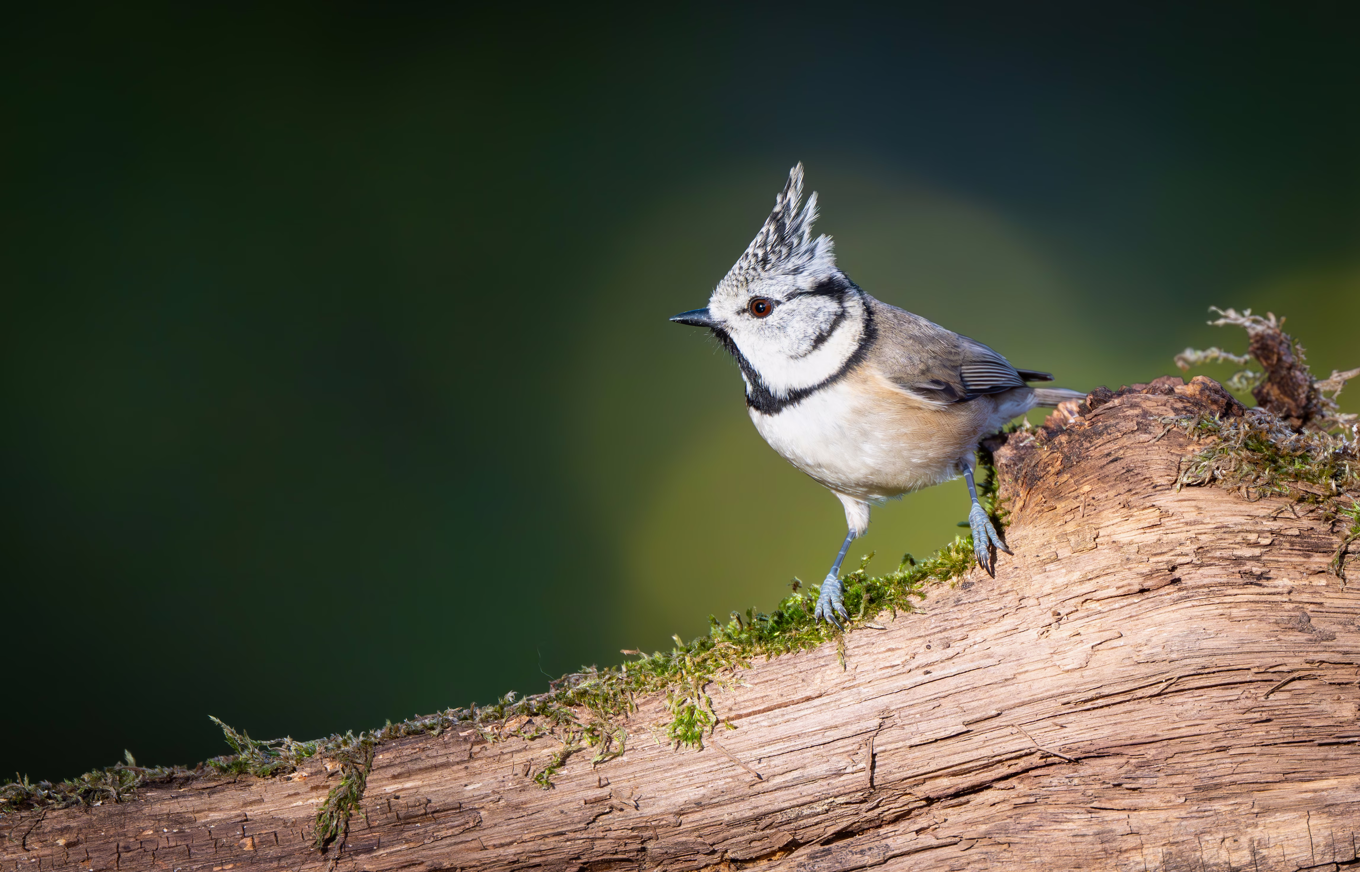 A small crested bird balances on a moss-covered branch.