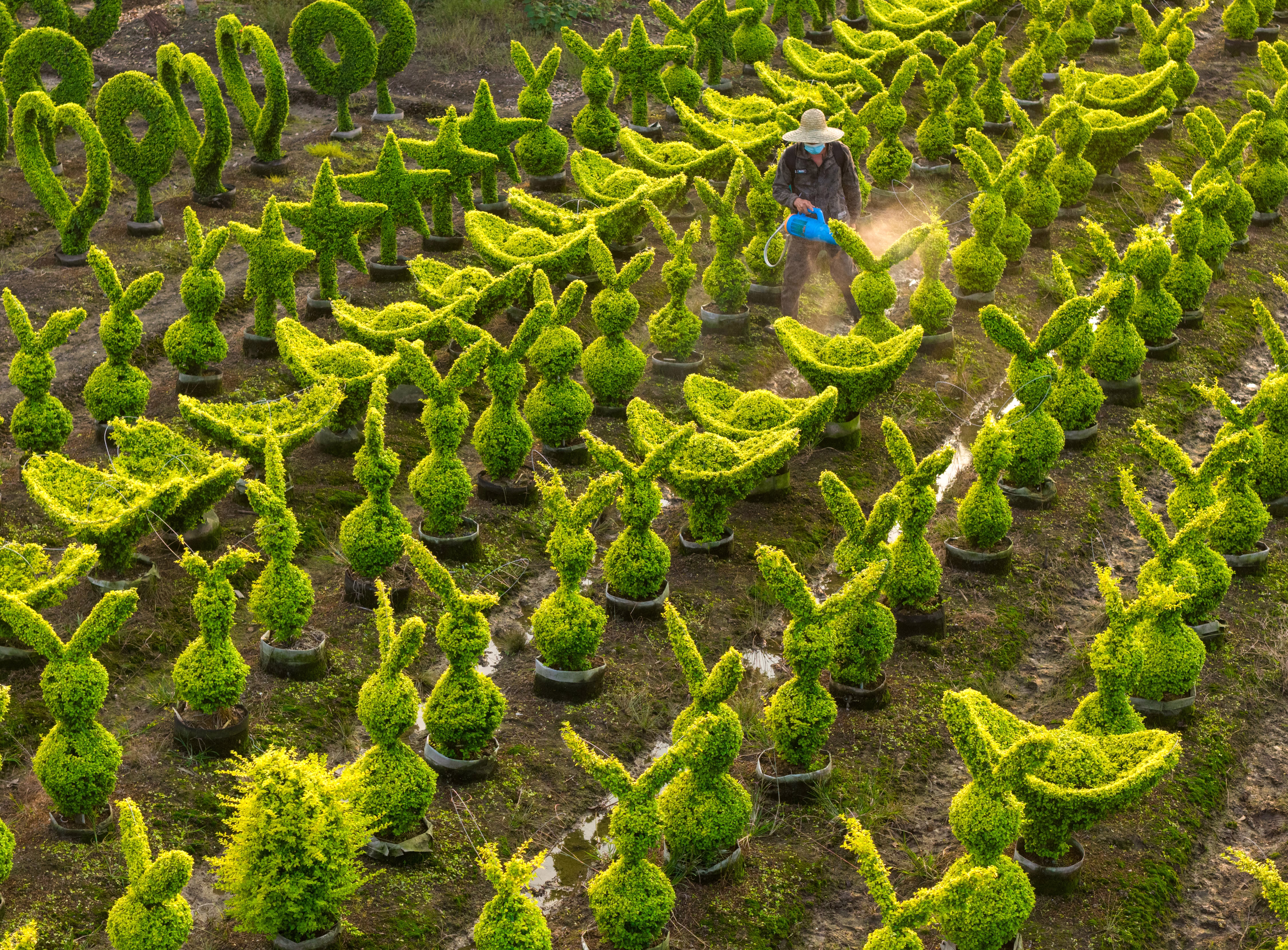 A farmer works on rows of sculpted shrubs. 