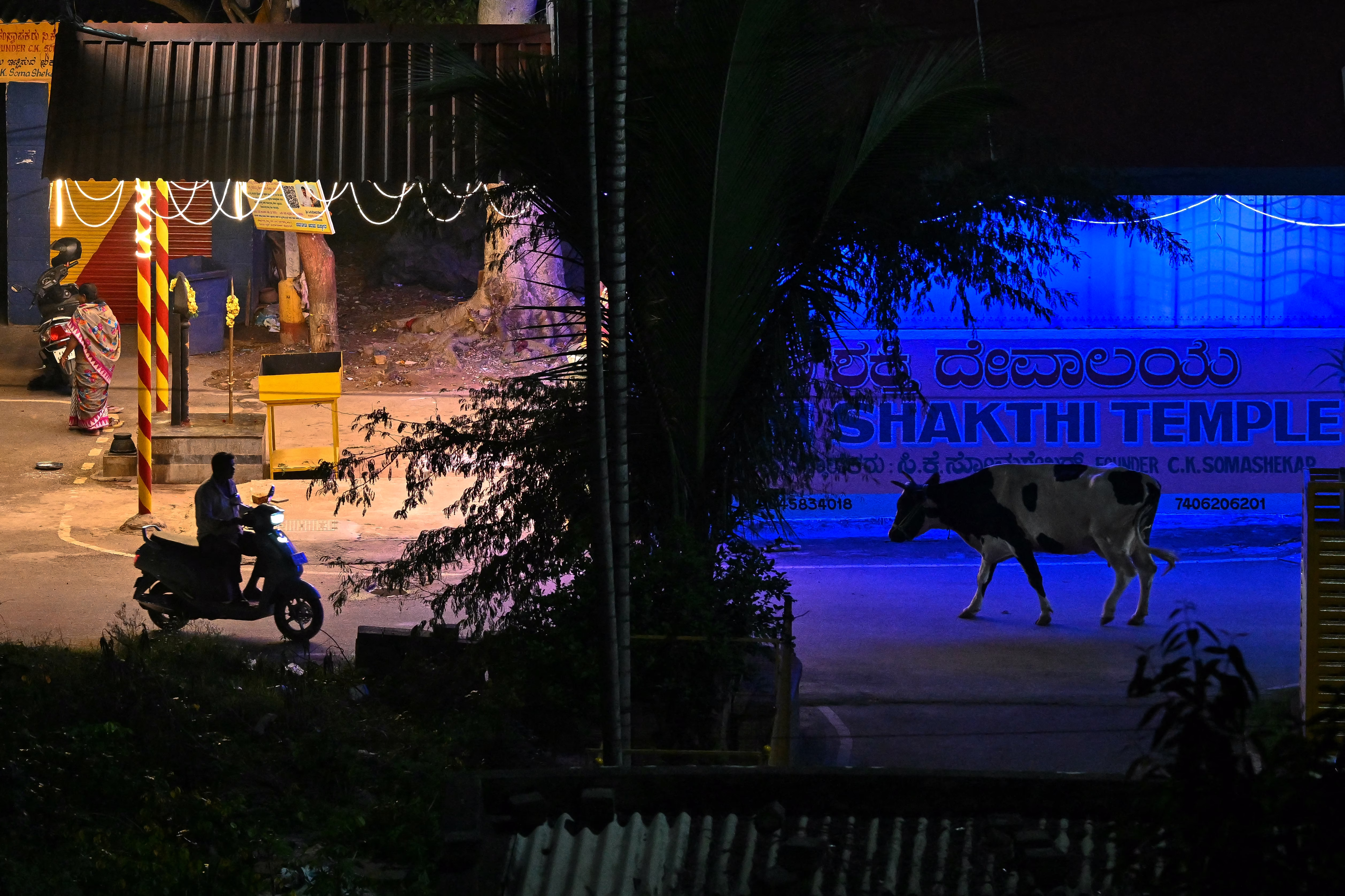 A person on a scooter rides past a cow on a road in front of a temple lit up in blue.