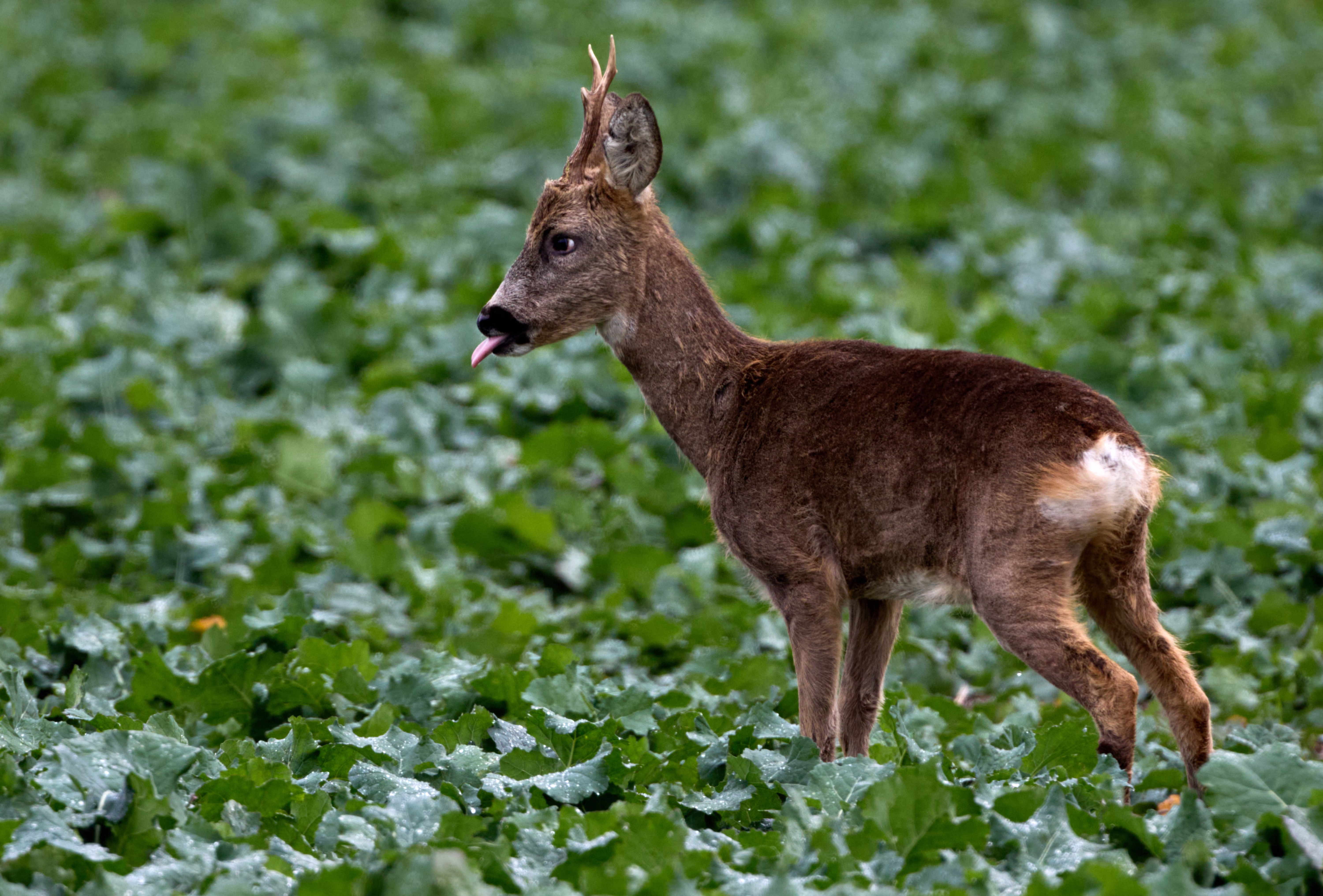A deer stands in a beet field, sticking out its tongue.