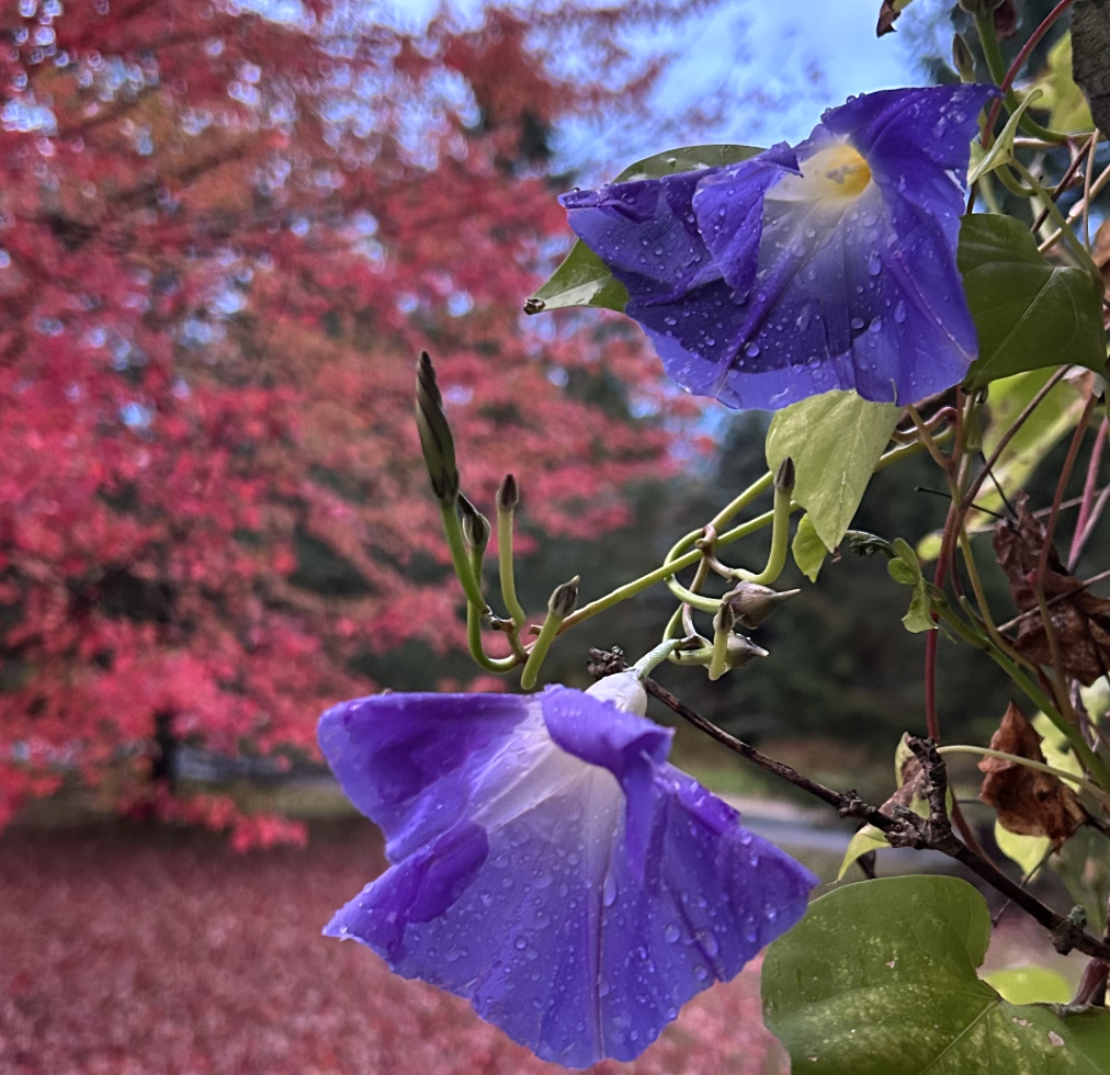 deep-red maple background behind the wilting morning glories and their green vines