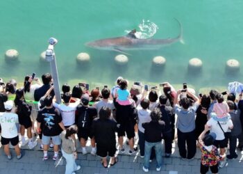 A Wayward Shark Becomes a Celebrity in South Korea