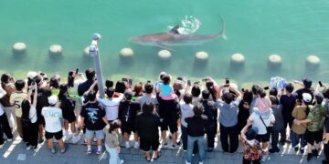 A Wayward Shark Becomes a Celebrity in South Korea