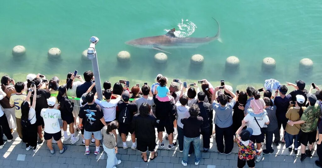 A Wayward Shark Becomes a Celebrity in South Korea