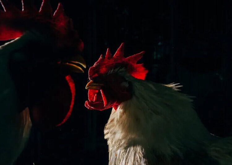 ‘If Slaughterhouses Had Glass Walls’