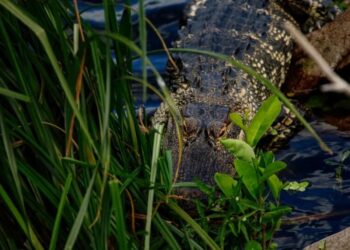 Man Fishing Near a Florida Lake Is Killed by Alligator