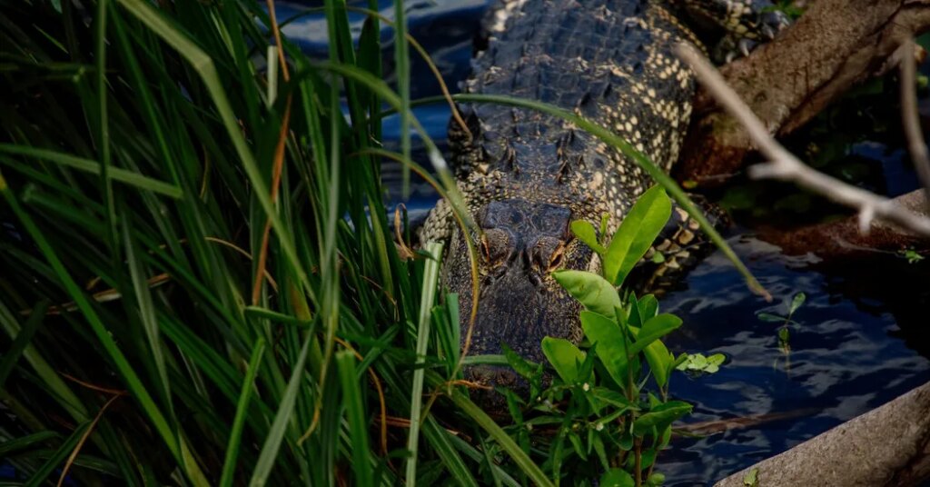 Man Fishing Near a Florida Lake Is Killed by Alligator