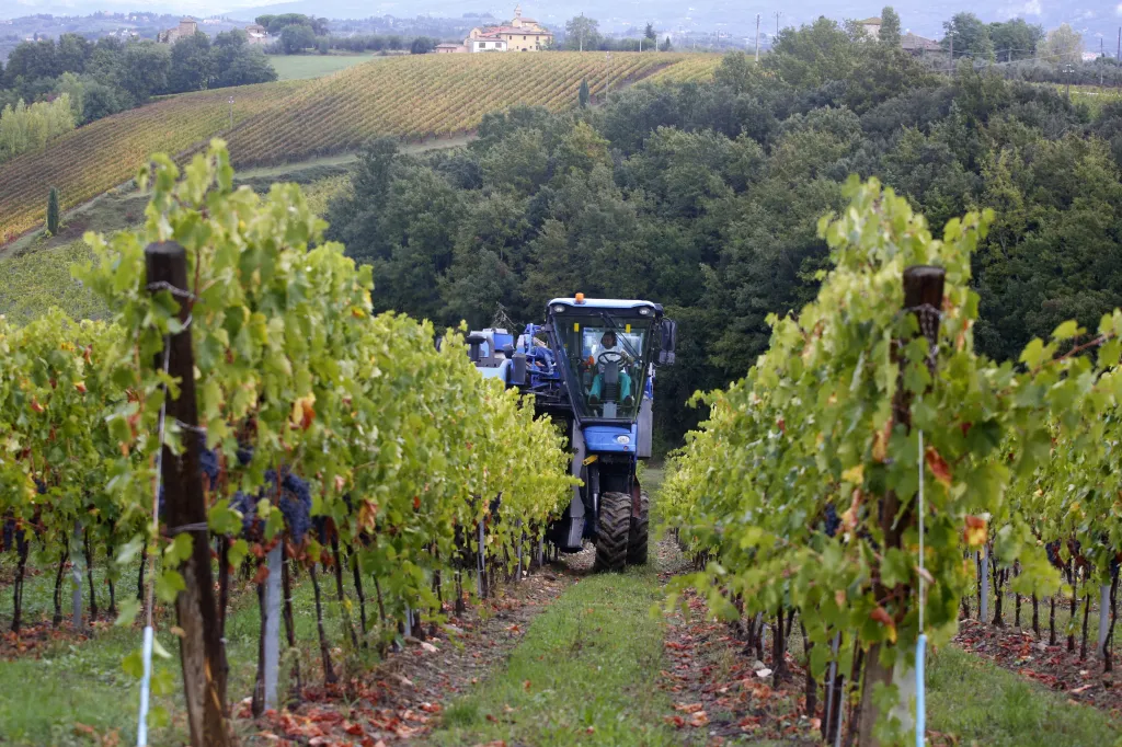 A New Holland Braud grape harvesting machine operating in a vineyard.