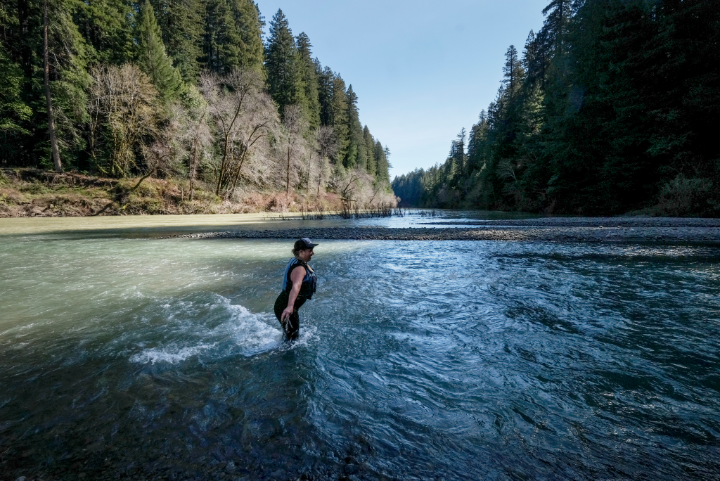 Stephanie Tidwell wades through the Eel River surrounded by dense forests.