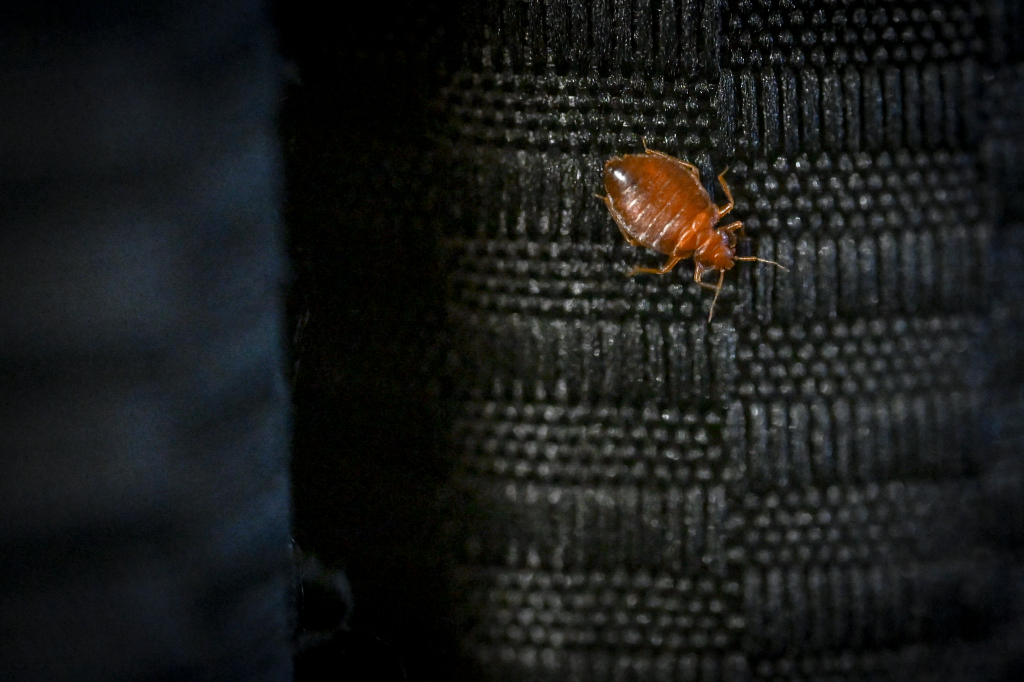 A bed bug crawls on a dark curtain.