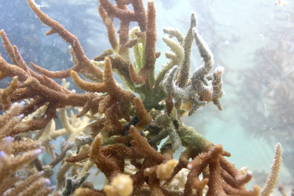 Healthy coral growing in the waters of the Naidiri Marine Biodiversity Park.