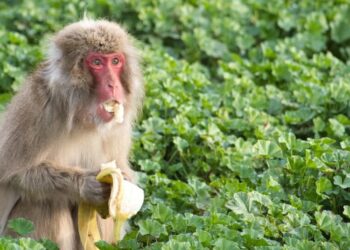 Germophobe Primates Want to Avoid Getting Sick, Too