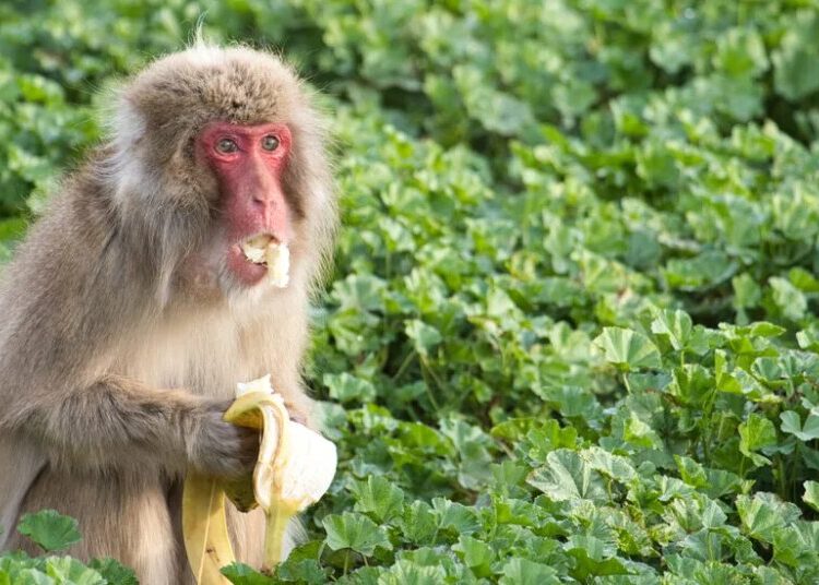 Germophobe Primates Want to Avoid Getting Sick, Too
