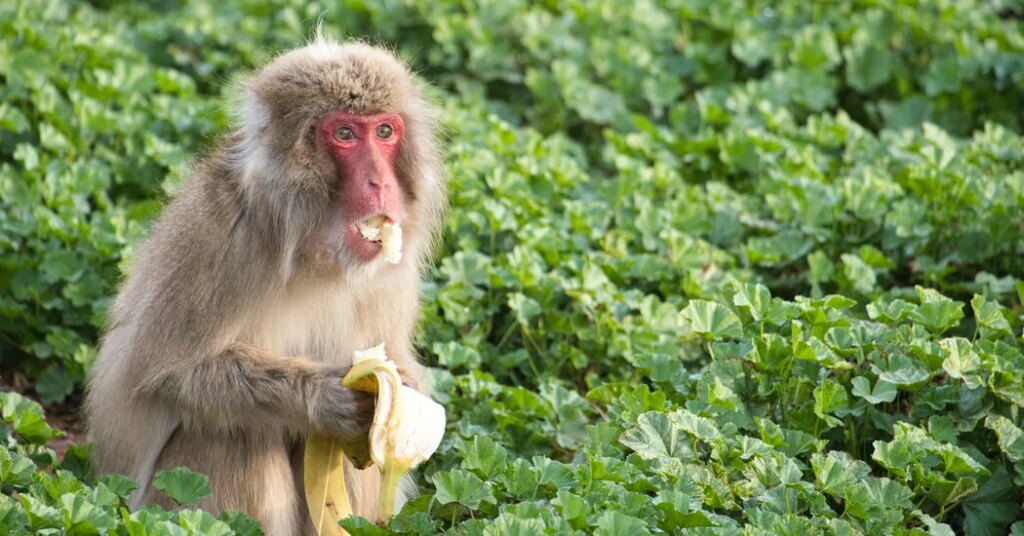 Germophobe Primates Want to Avoid Getting Sick, Too