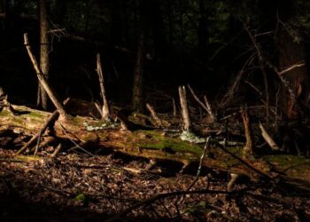 Overlapping Plagues Are Killing American Forests