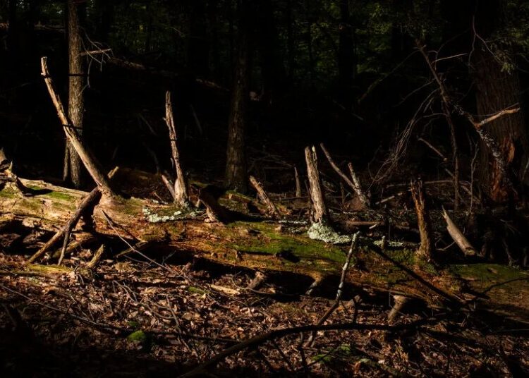 Overlapping Plagues Are Killing American Forests
