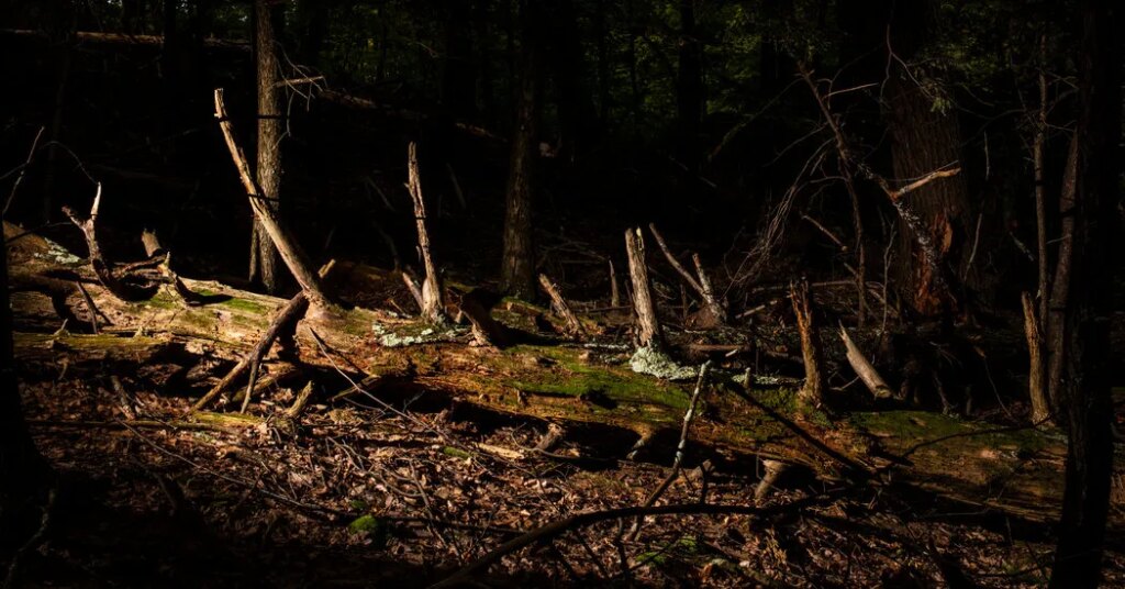 Overlapping Plagues Are Killing American Forests