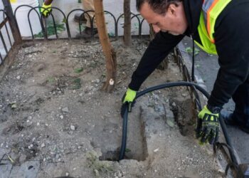 Can New York Win the War on Rats?