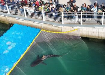 Shark Returns to Sea After Over a Month Stuck in a South Korean Port Canal