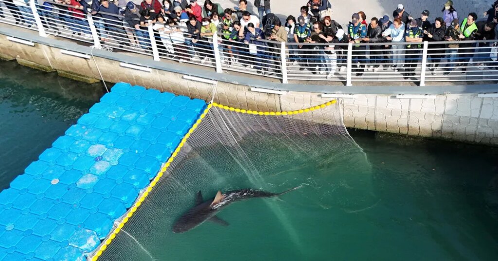 Shark Returns to Sea After Over a Month Stuck in a South Korean Port Canal