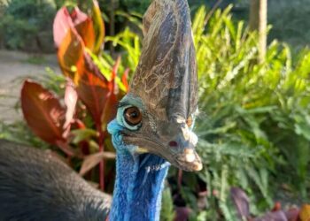 Australian Zoo Plays Matchmaker for Giant Birds, and Big Green Eggs Are Proof