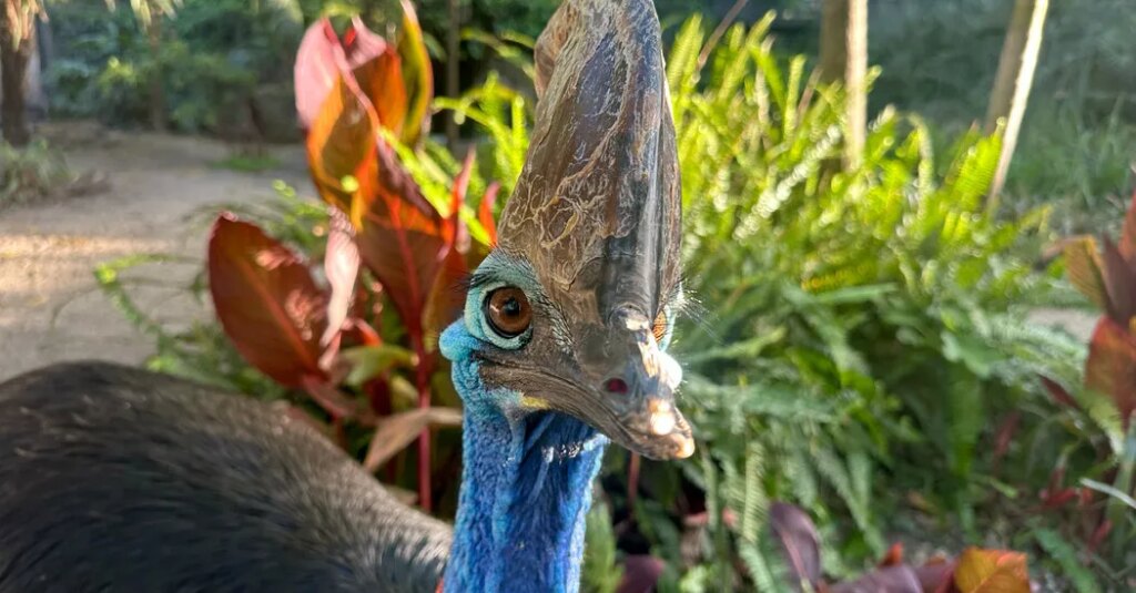 Australian Zoo Plays Matchmaker for Giant Birds, and Big Green Eggs Are Proof
