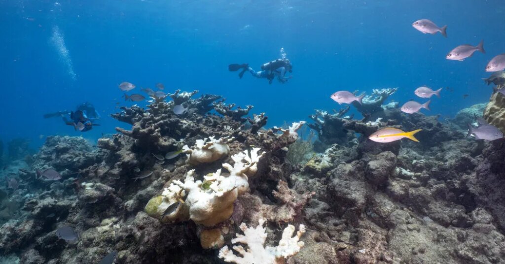 Nearly All of the World’s Shallow Coral Reefs Are Now Critically Endangered