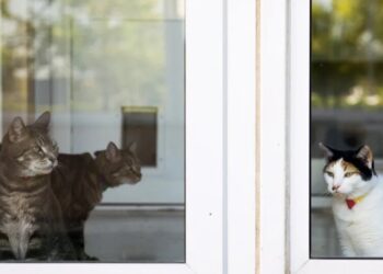 ‘Cats Love Gravy’: How a Reporter Ended Up at a Pet Food Research Center